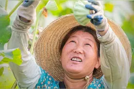 汉产莲子丰收图片