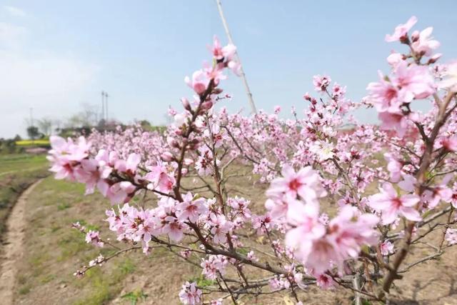 春天追花，冬日摘柚，这个小城是懂浪漫的！