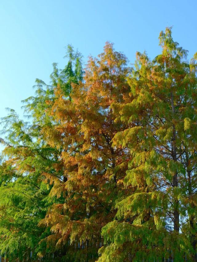 周末N次方|打开这份江汉赏秋图鉴→