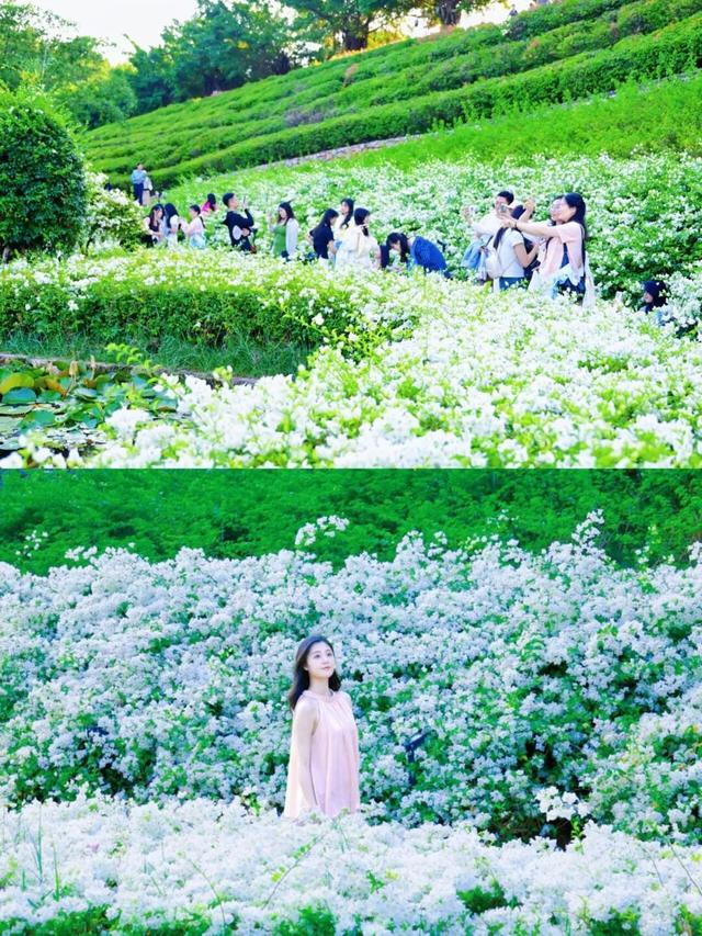 刷屏朋友圈！11月的浪漫被TA承包了，这场缤纷花事太治愈！