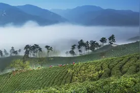 100克售价3000元，“中原一号”引领信阳毛尖打开高端市场图片