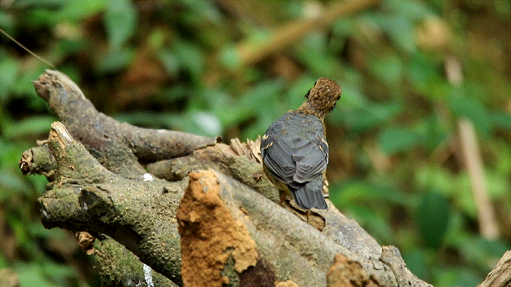 跟着《珠江》游增城！纪录片里的这些地方，一定要打卡