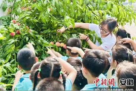 “桃”醉其中 徽州区萌娃体验采摘乐趣图片