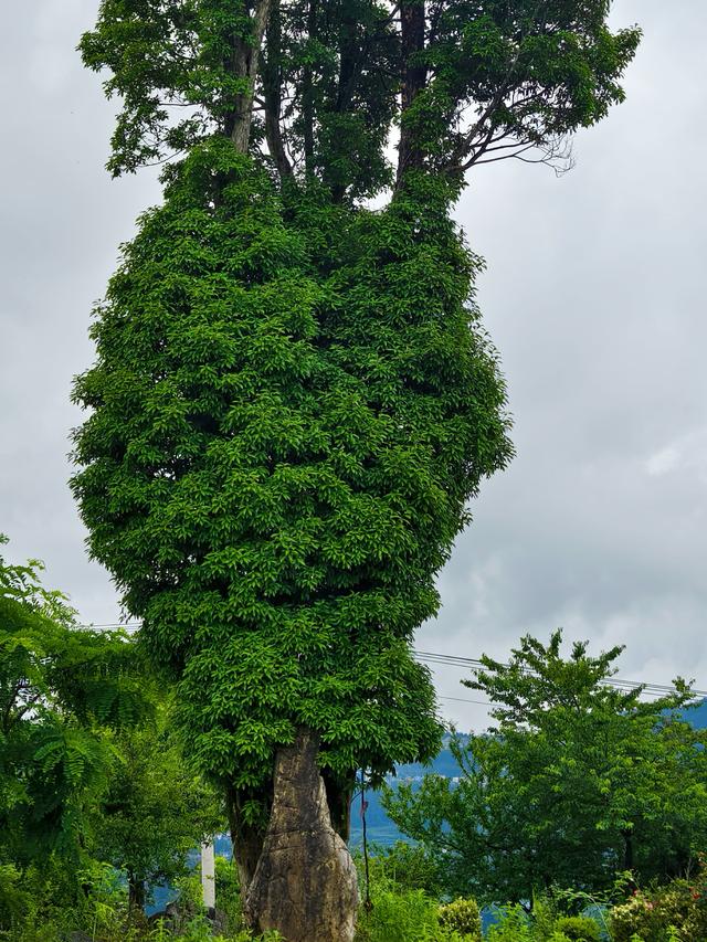 文学｜绿自山中来
