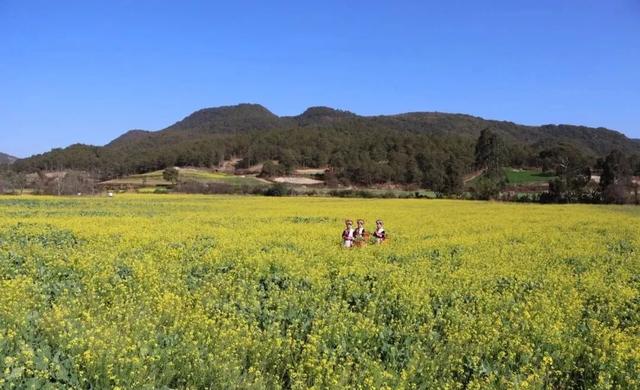 弥勒千亩油菜花海，太出片啦