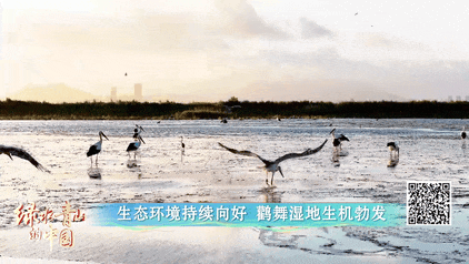 绿水青山的中国丨“鸟中大熊猫”现身江苏