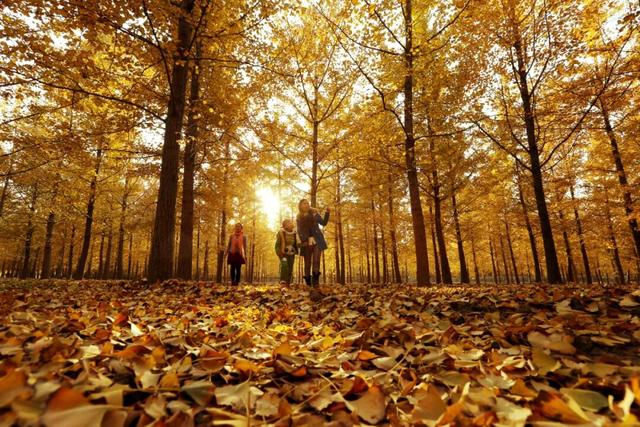 济宁冬季赏叶天花板，错过等一年的绝美景色