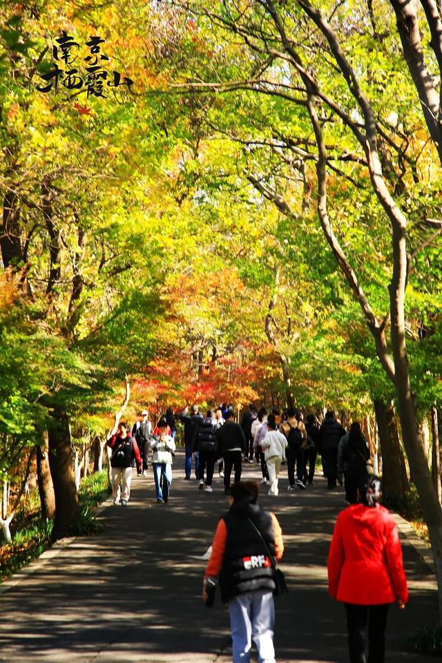 6号线！赶紧和栖霞山“奔现”吧！！