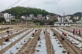 三穗：百香果苗栽种忙 开辟增收有希望图片