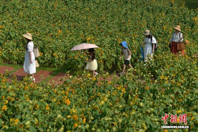 广西南宁园博园花卉盛开 民众踏青赏秋景
