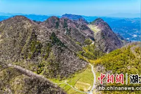 湖北崇阳：漫山野樱花 喜迎八方客图片
