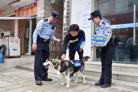 迷路哈士奇被送到派出所，变身“反诈汪”成“团宠”图片