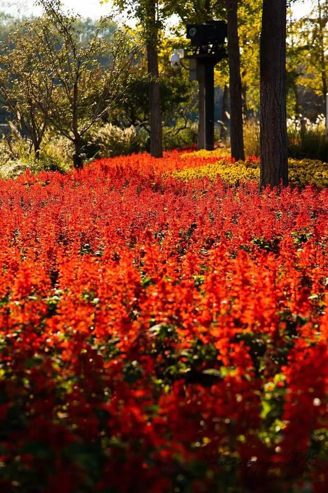 副中心的秋日画板已备好，等你来上色！