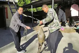 野生狍子误入民宅 林场人员解救放生图片