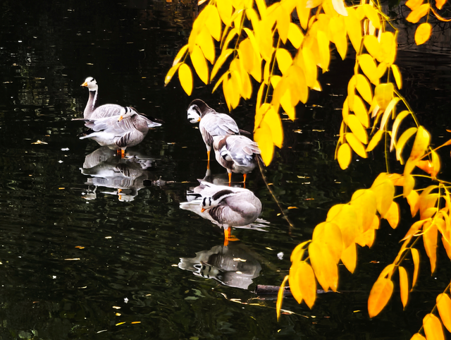 北京动物园秋色依旧，一起来逛！