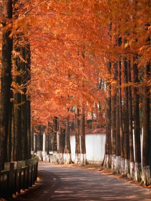 别错过，成都公园里的绝美冬景！