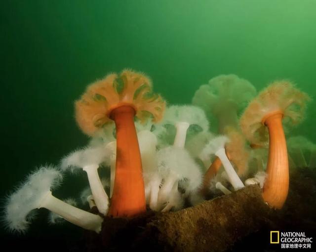 仅通车四个月就倒塌的大桥，意外在海底造就了一片新世界，如今这里也要毁灭了