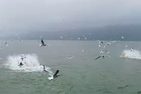 “鸥”遇昆明 | 走，海埂公园观鸥去！图片