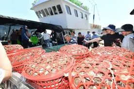 开海了？秋天的第一网梭子蟹，已抵达日照！价格打听好了图片
