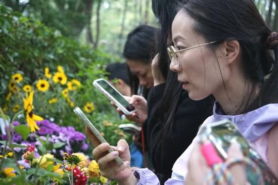 2025上海菊花展在共青森林公园举办 攻略请收好