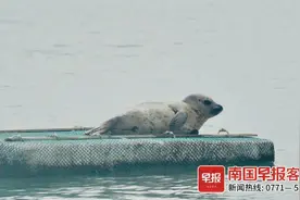 它现身北海，超萌！专家：请勿靠近！图片