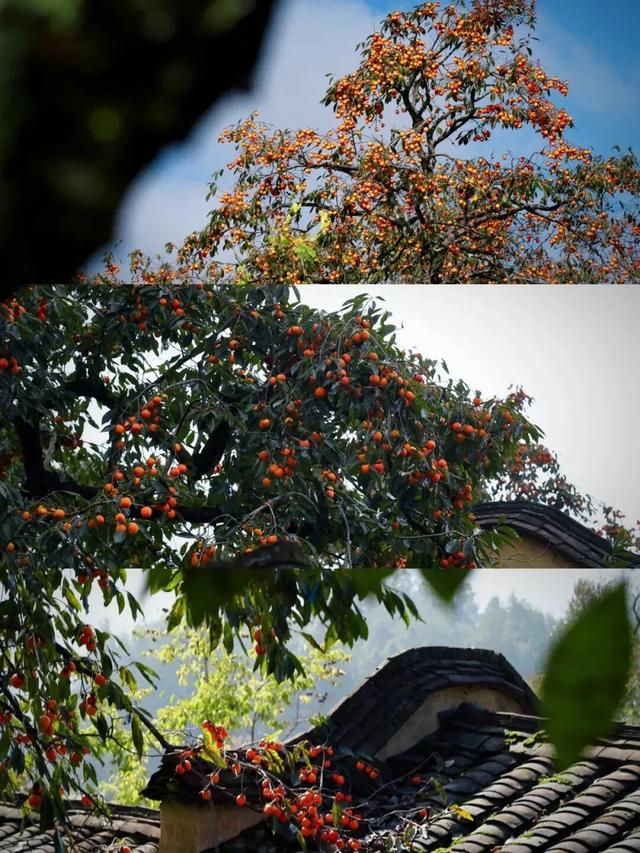 风渐凉，来福建寻一片温柔的秋