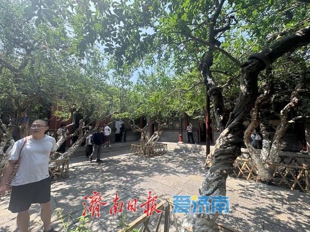 一年四季 泉在济南丨万竹园石榴院内百年古树挂果丰 秋日景致引客来
