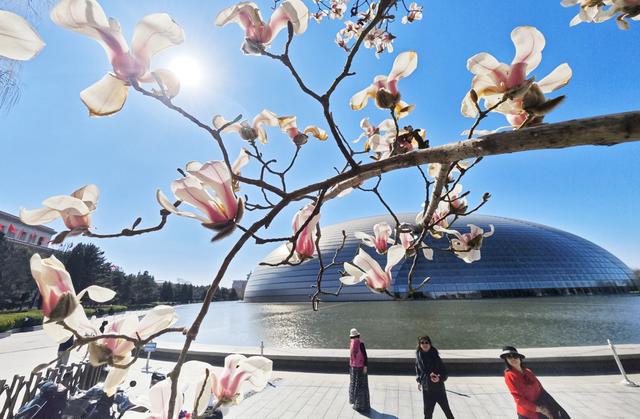 长安街这里绝美！玉兰开在“艺术”里，春光落在碧穹间