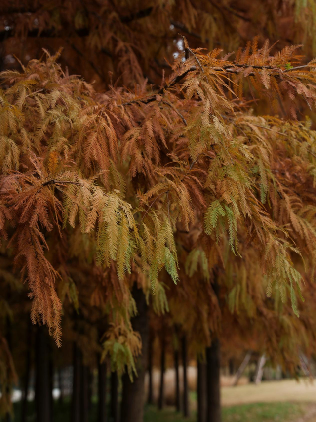 红叶+落日！深秋限定！用一下午时间感受河畔最美秋色