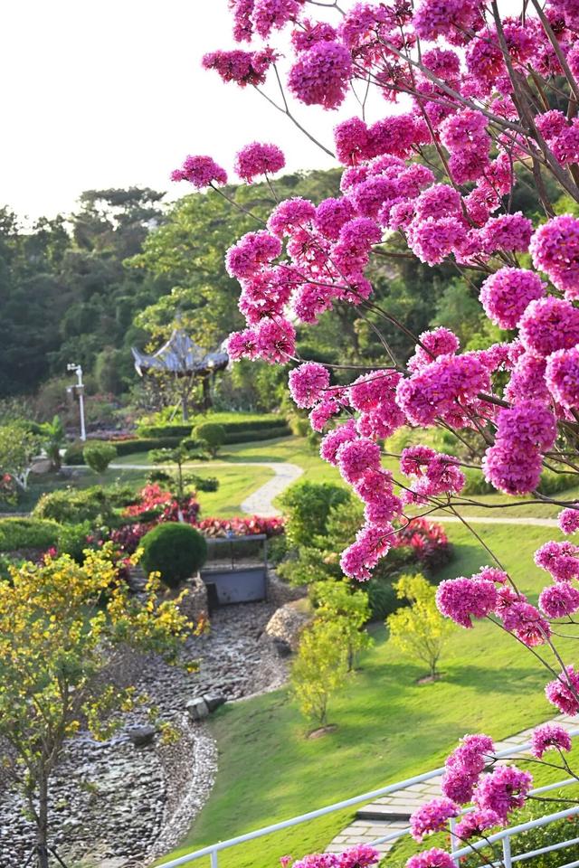 美到上央视！珠海超大花海，开好了！