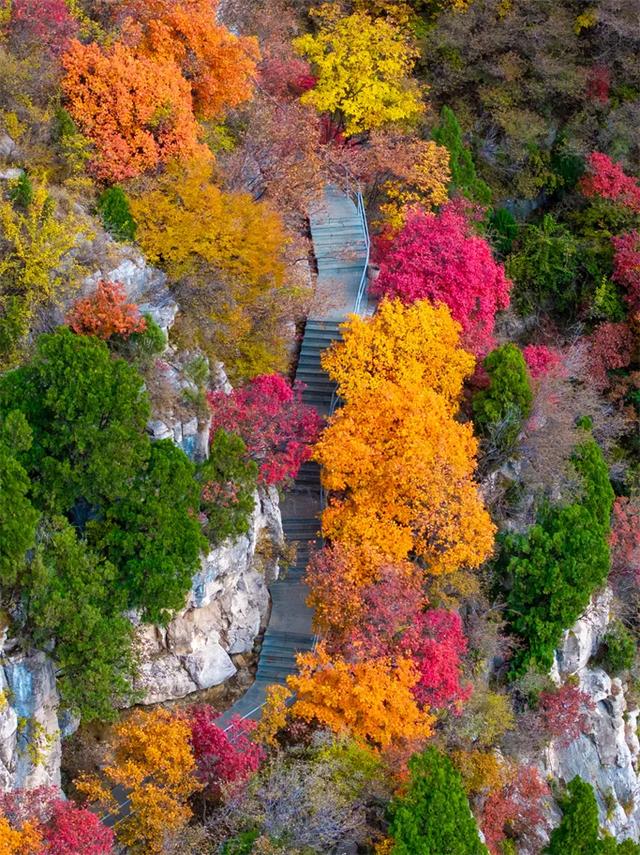 淄博红叶进入全盛期 漫山遍野醉人红