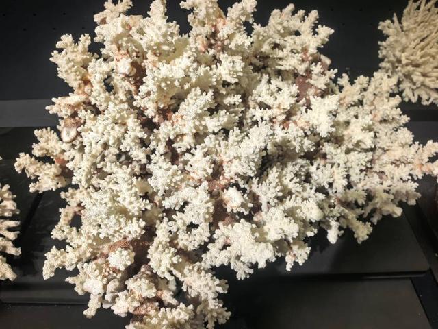 这里是青岛｜海大海洋生物博物馆免费开放，3000余标本展现海底奇幻
