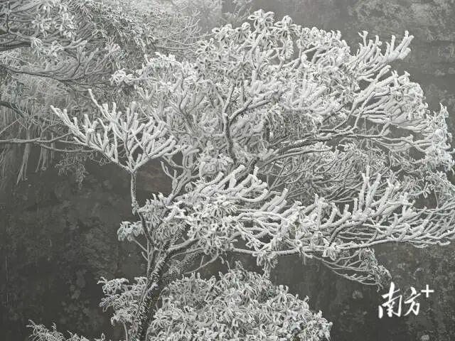 -5.8℃，广东下雪了！还要冷多久？升温+降雨马上到……祛寒靓汤，分享亲友→