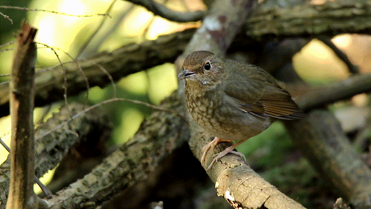 跟着《珠江》游增城！纪录片里的这些地方，一定要打卡