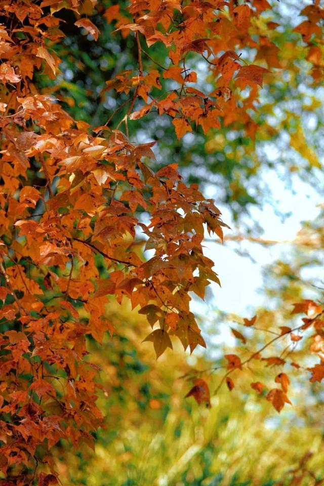 福安枫叶“封神”！宝藏打卡地又＋1