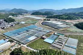 （新华全媒+）福建周宁：高山“凉气候”催生花卉“热产业”图片