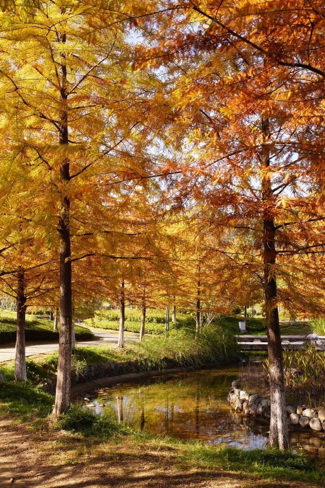 晚潮｜千峡湖畔，正是红橙黄绿时