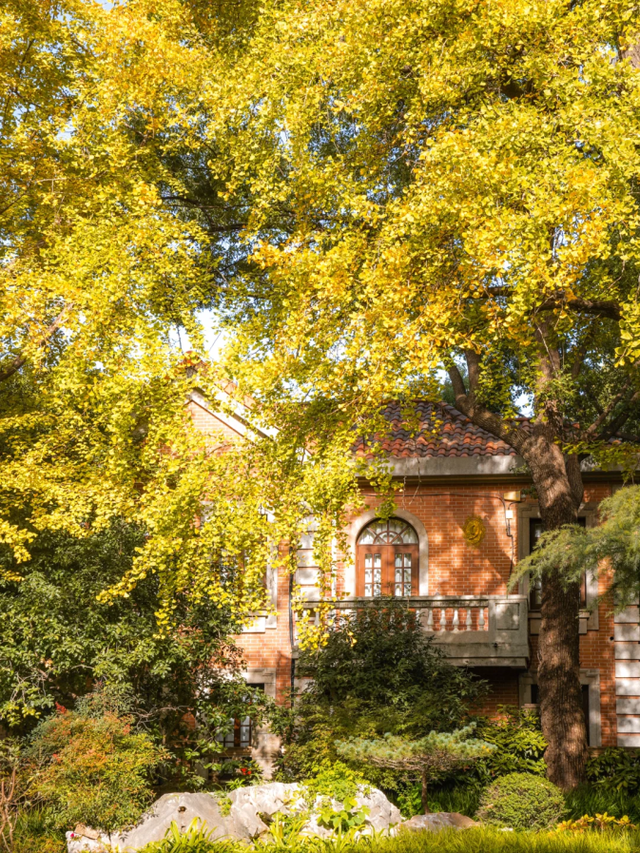 百年银杏+红枫草坪！藏在上海市中心的英式庄园化身现实版秋日童话秘境→