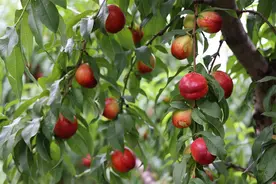 流水镇：油桃丰收采摘忙 果香四溢产销旺图片