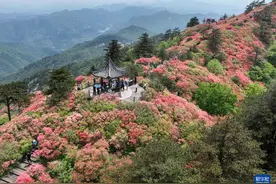湖北麻城：十万亩杜鹃盛开迎客图片