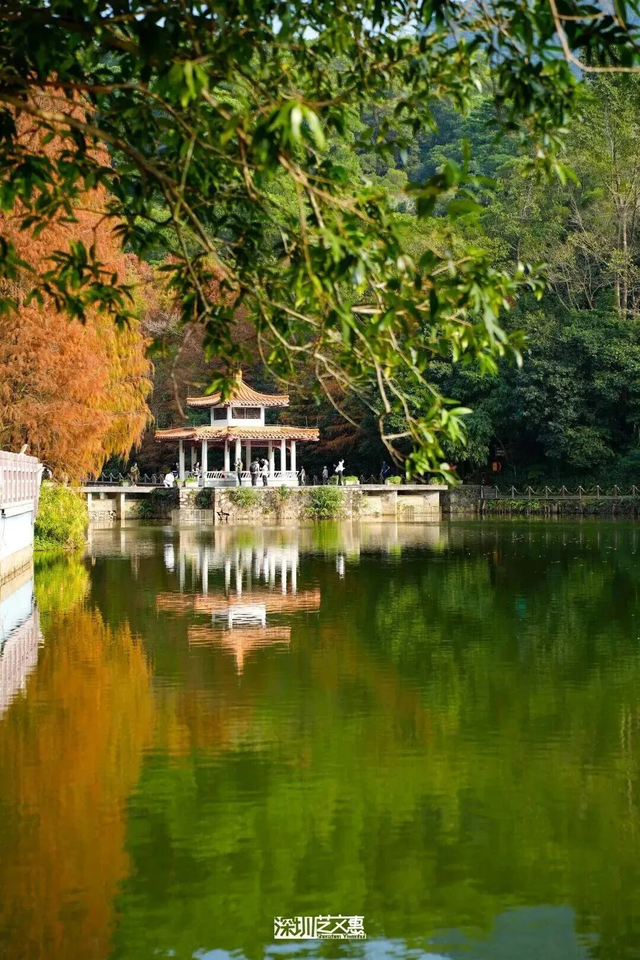 深圳落羽杉！红！了！