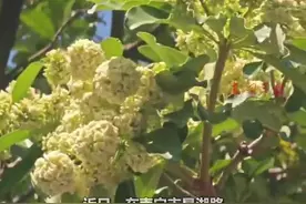 又香又臭好“上头”，南宁街头这种树开花了图片