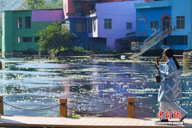 广西都安：澄江如练 花开如雪
