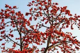 春天吃木棉花，清热利湿，最清大肠湿热图片