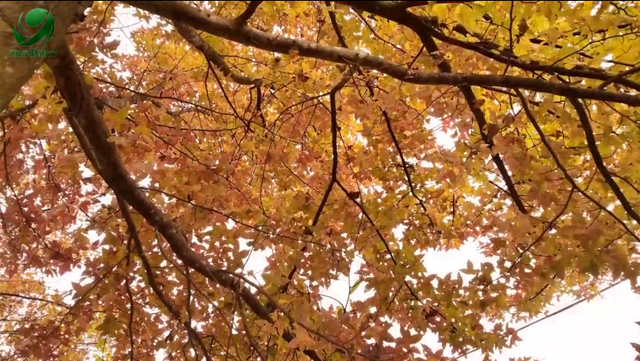 错过再等一年！永春这条12公里景观路，藏着冬日最美枫景