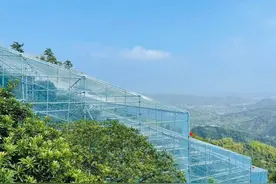 从一颗果到一个IP 宁波7000年杨梅老产区探索新赛道图片