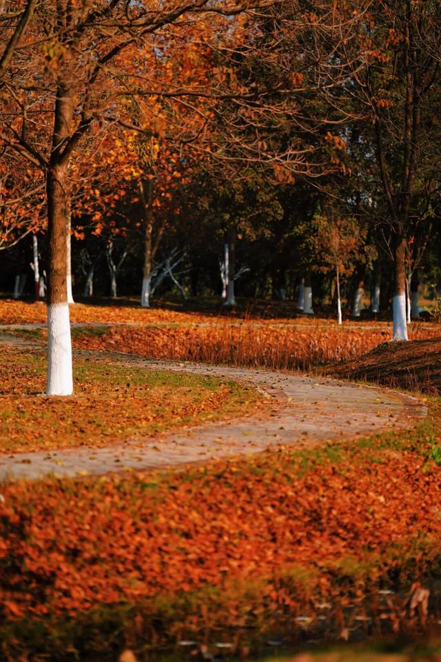 松滋冬日限定“红”，就在稻谷溪