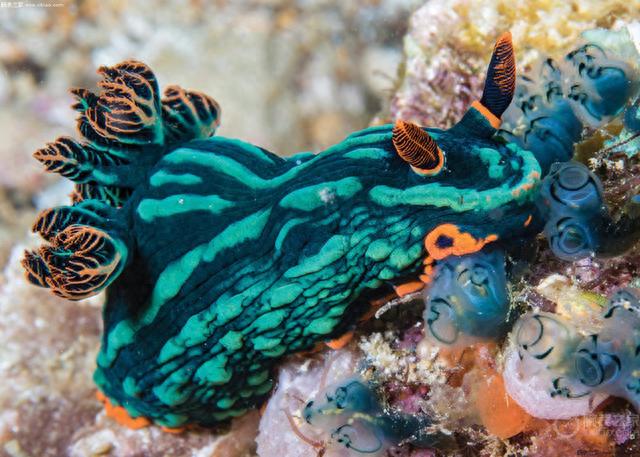 3000Ǯܡԭٷ֣Ƚ˹X50x