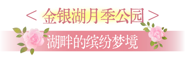 国庆花事指南：赴一场与向日葵、月季和粉黛的秋日花约