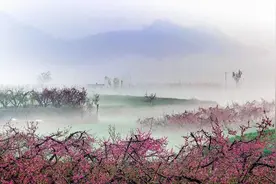 @济南老师儿 4月5日去肥城赏桃花、逛春秋古镇，仅需99元/人图片